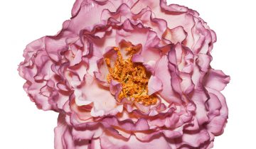 Consejos sobre las flores de flamenca